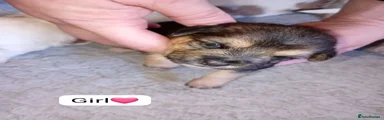 Jacktesse Puppy