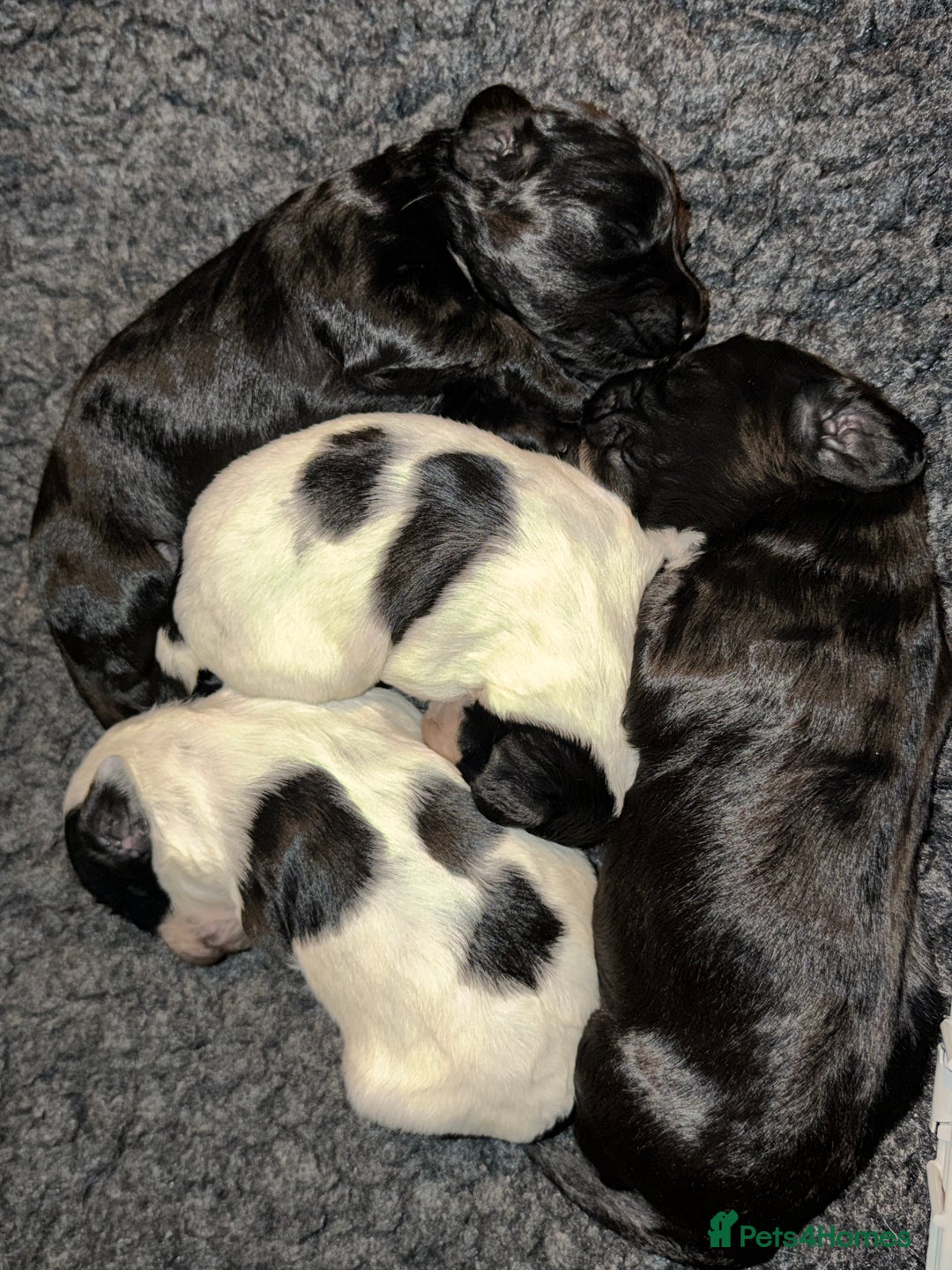 Sprocker dogs for sale: Sprocker spaniel puppies - Advert 6