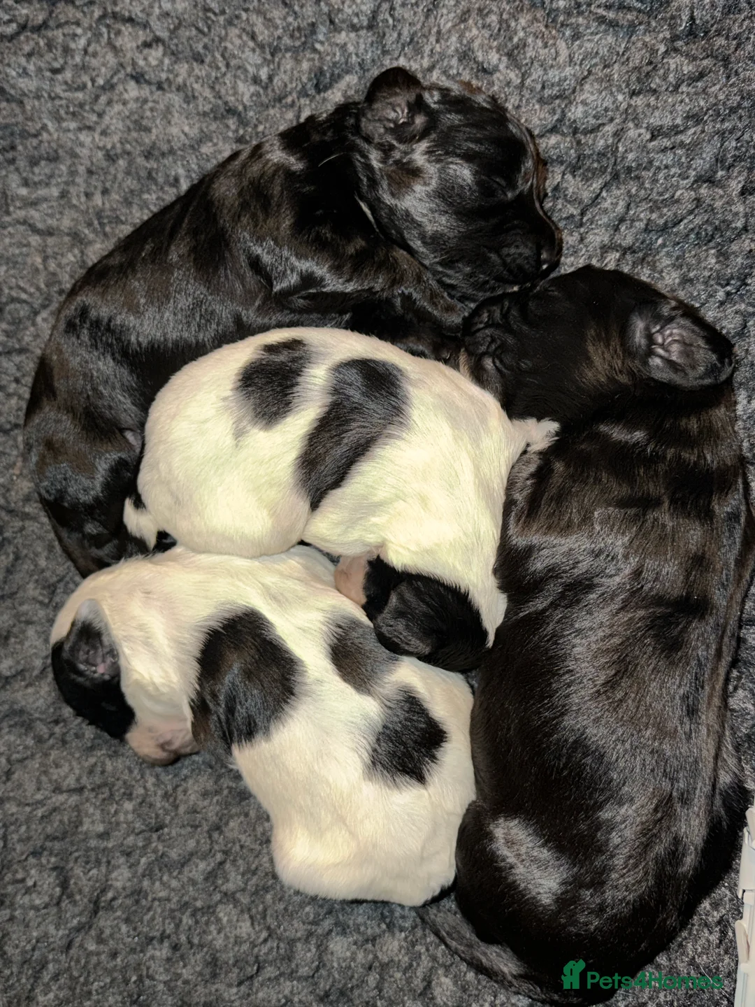 Sprocker dogs for sale: Sprocker spaniel puppies - Advert 10