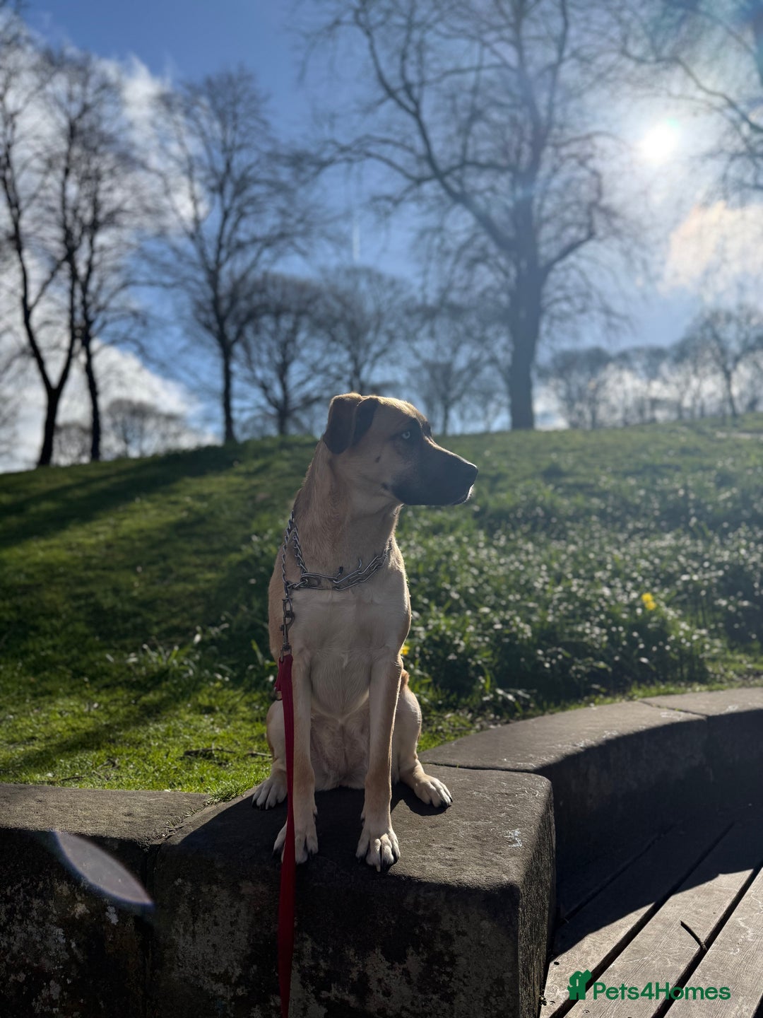 Shepsky dogs for sale: Beautiful Bitch for adoption we don’t want money - Image 16