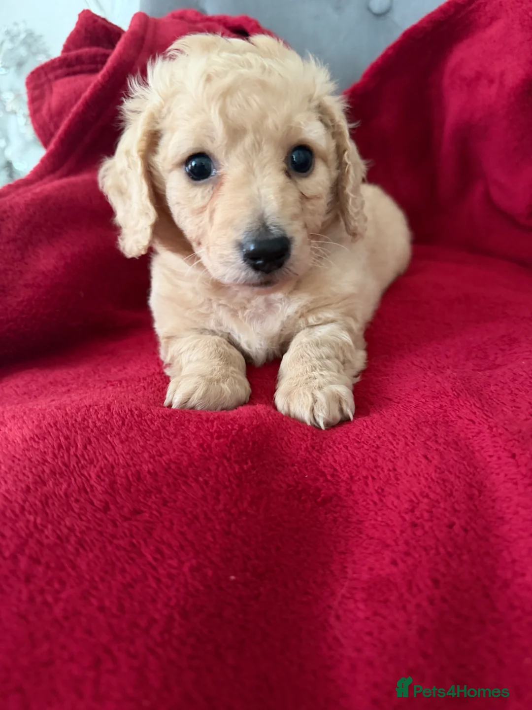 Dachshund dogs for sale: Full cream long haired miniature dachshund puppies - Advert 2