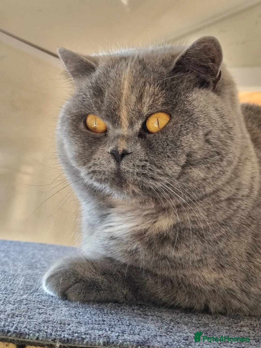 British Shorthair cats for sale: British Shorthair blue/cream girl.  - Advert 1