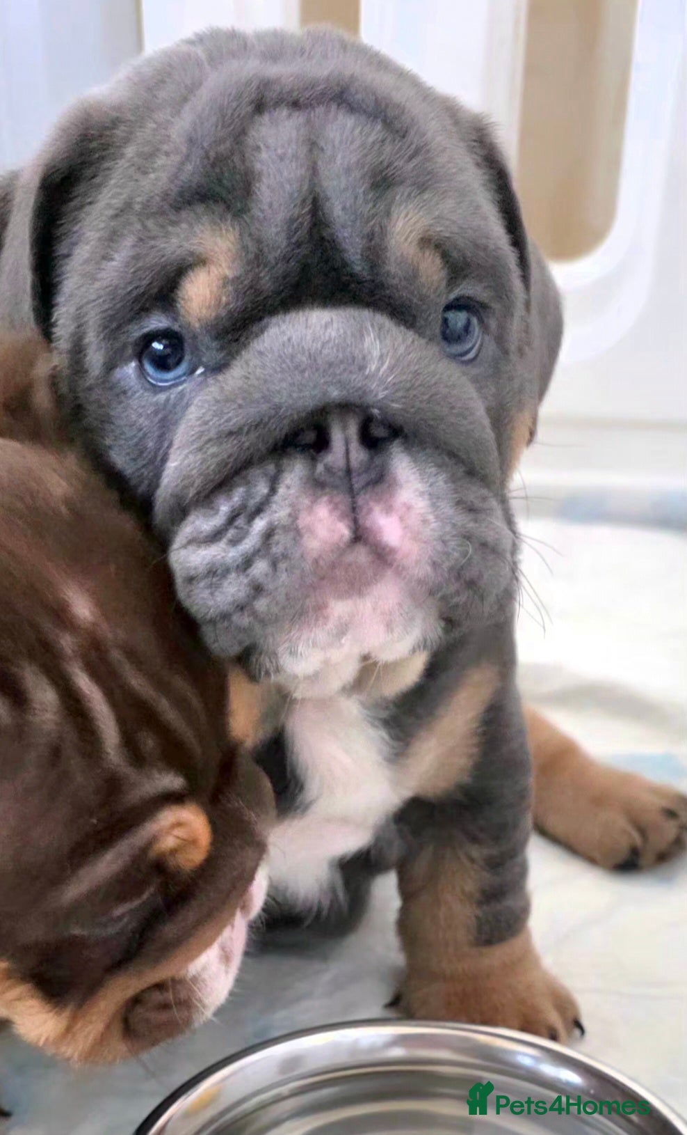 English Bulldog dogs 1 beautiful Female Blue English Bulldogs - Advert 3