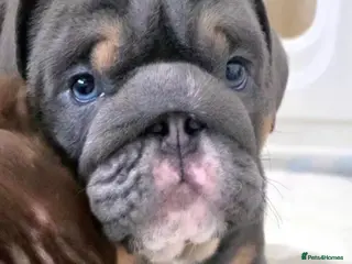 English Bulldog dogs 1 beautiful Female Blue English Bulldogs - Advert 3