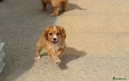 Cavapoo dogs for sale: F1 Cavapoo puppies for sale - Image 35