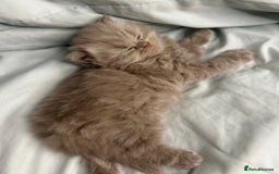 British Shorthair cats for sale: 🐱Adorable Rare Lilac British Shorthair Kittens - Image 10