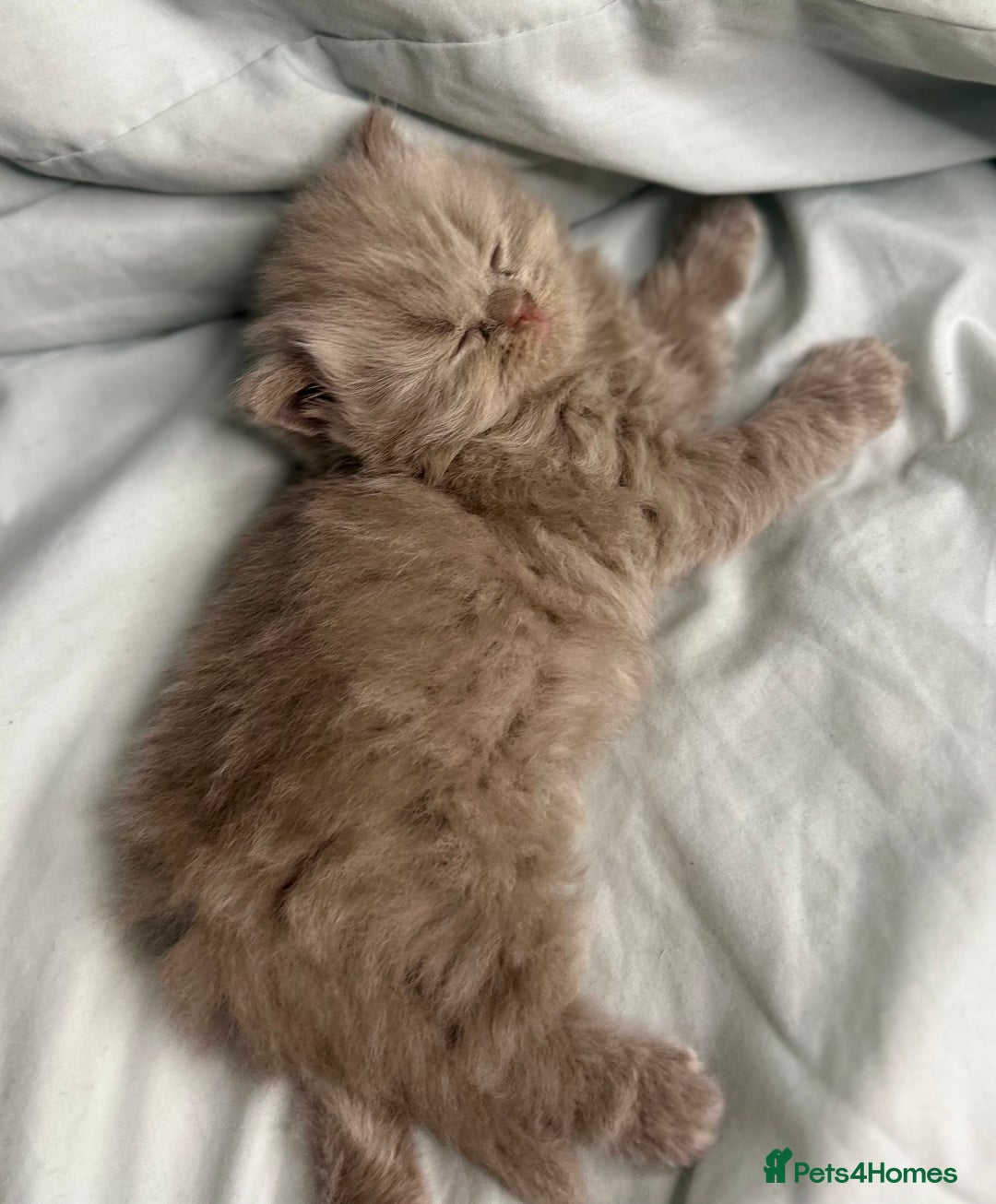 British Shorthair cats for sale: 🐱Adorable Rare Lilac British Shorthair Kittens - Image 10