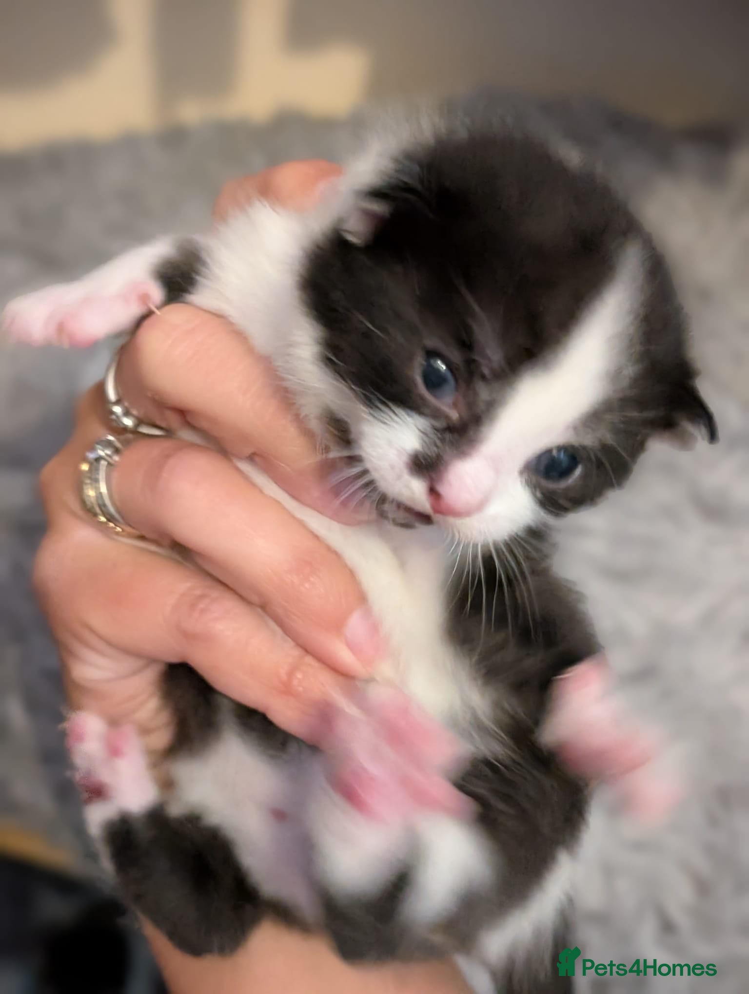 British Shorthair cats Kittens for sale  - Advert 18