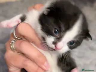 British Shorthair cats Kittens for sale - Advert 18