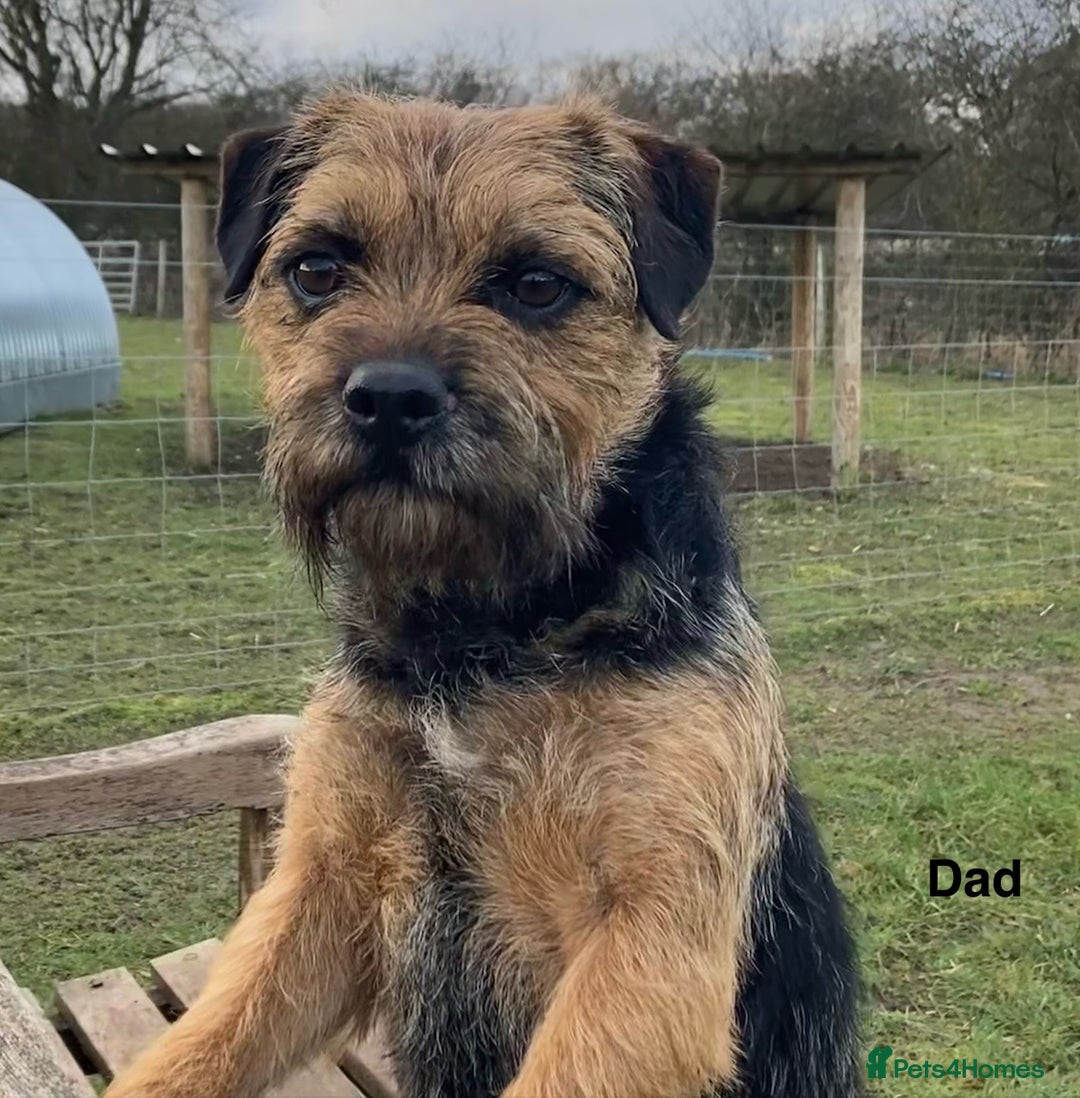 Mixed Breed dogs for sale: Norfolk Border cross puppies - Advert 14