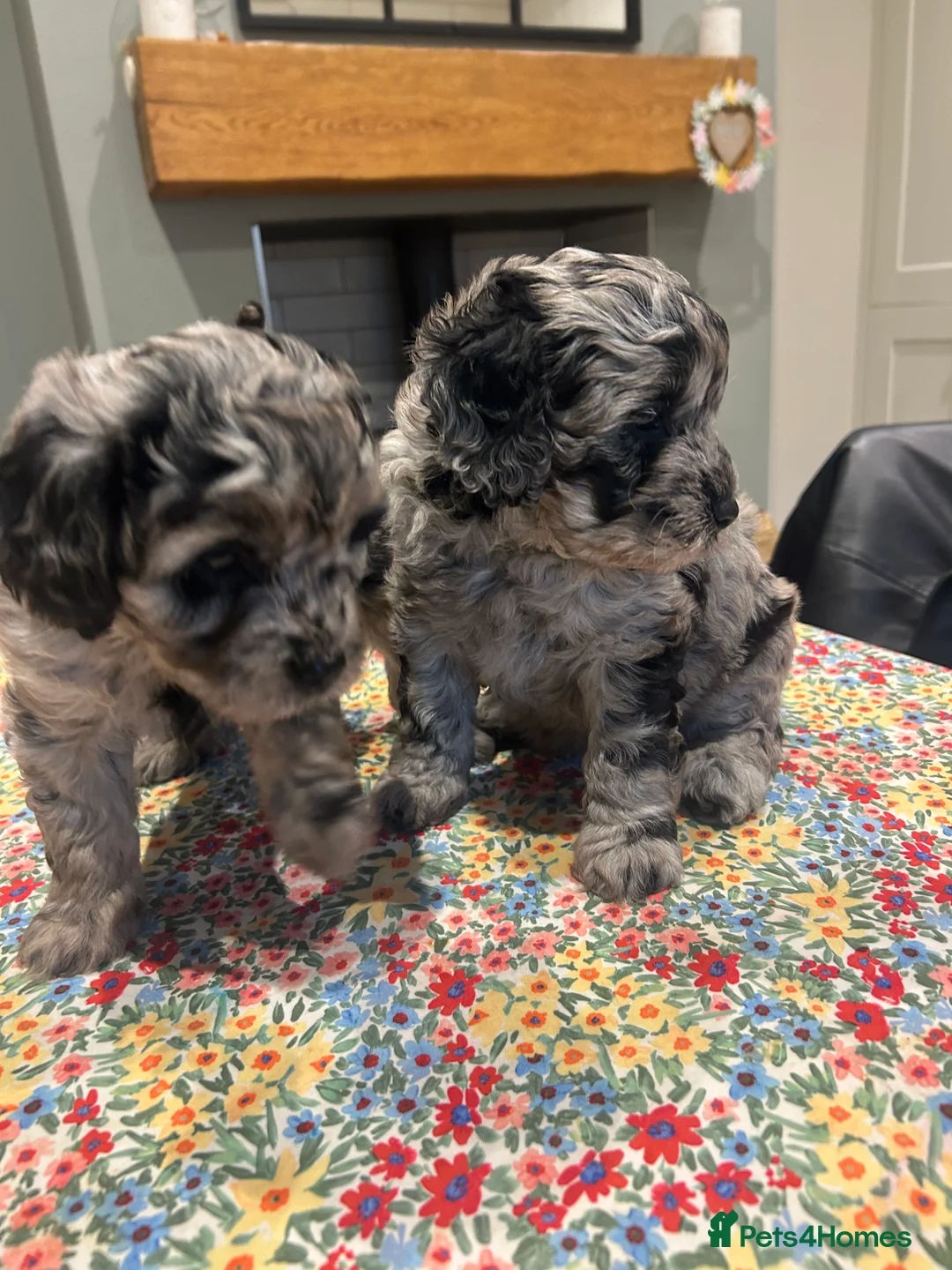 Cavapoo dogs for sale: Cavapoo x miniature golden doodle puppies - Advert 2