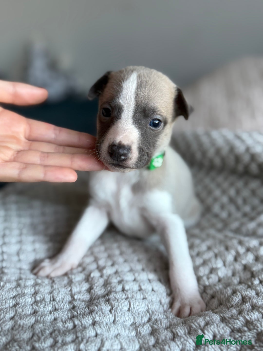 Whippet dogs for sale: 🏆KC Whippet Puppies - Gentle, Elegant & Loving🏆 - Image 22