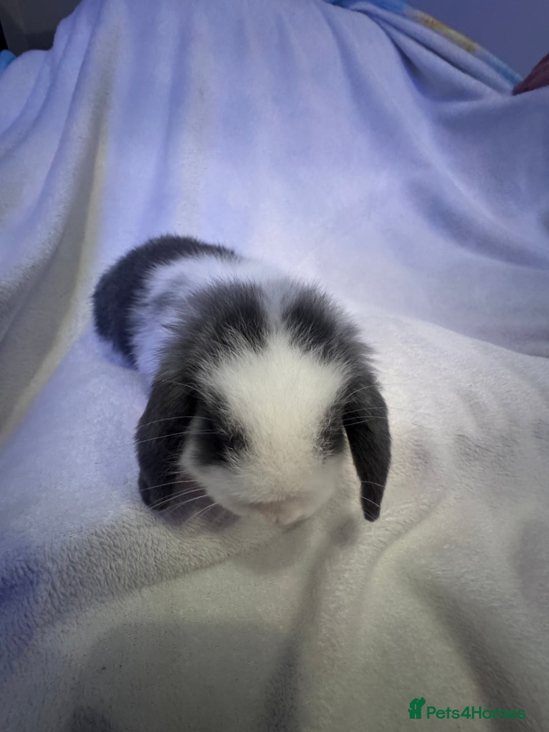 Mini Lop rabbits for sale: 3 Mini lops  - Image 2