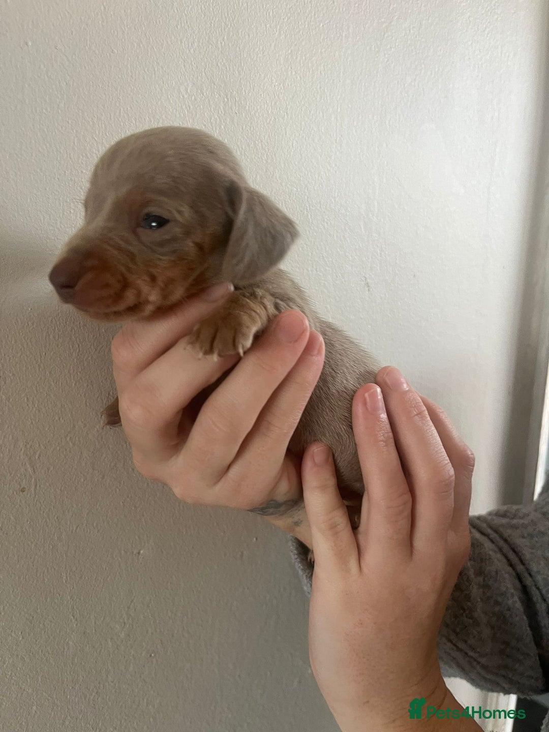 Miniature Dachshund dogs for sale: Stunning litter of mini dachshunds  - Advert 7