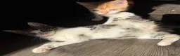 Scottish Fold cats for sale: Scottish Straight Kitten's–Looking for LovingHomes - Advert 5