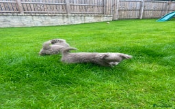 Chihuahua dogs for sale: Beautiful long coat pure breed chihuahua  - Image 7