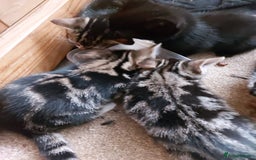 Mixed Breed cats for sale: 6 Beautiful Kittens Ready for New Homes - Image 5