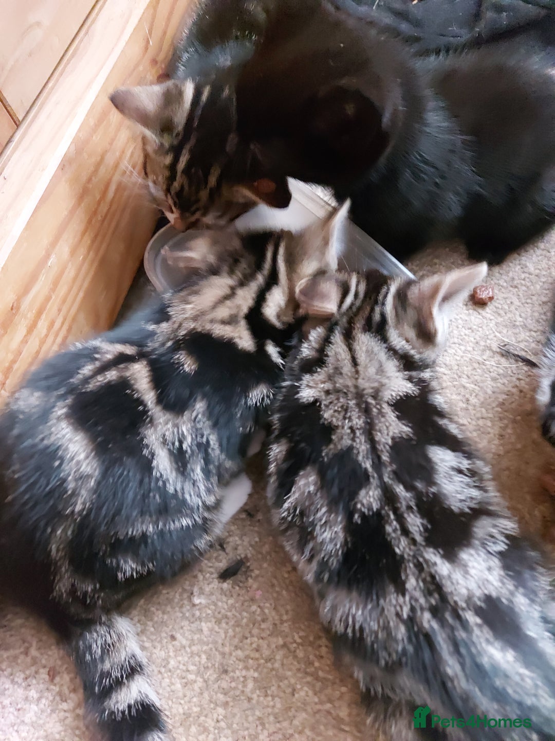 Mixed Breed cats for sale: 6 Beautiful Kittens Ready for New Homes - Image 5