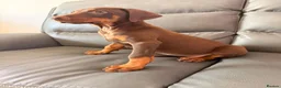 Dobermann dogs for sale: ⭐ READY NOW ⭐ 1 LEFT!! Doberman Puppies for sale  - Advert 4