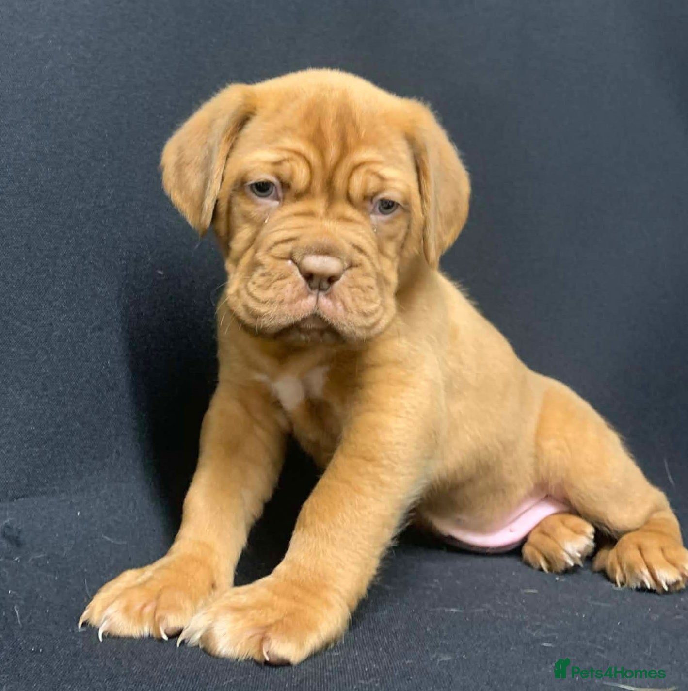 Mastiff dogs Dog De Bordeaux Puppies 2 Boys 3 Girls  - Advert 1