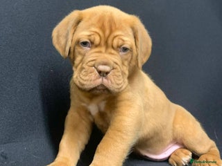 Mastiff dogs Dog De Bordeaux Puppies 2 Boys 3 Girls - Advert 9