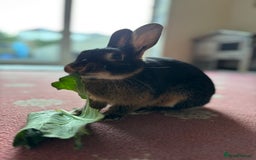 Mixed Breed rabbits for sale: Black/brown rabbit  - Image 1