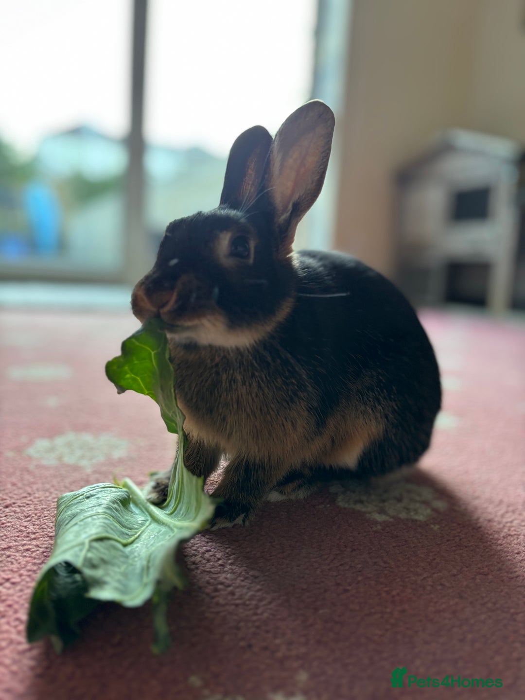 Mixed Breed rabbits for sale: Black/brown rabbit  - Image 1