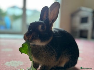 Mixed Breed rabbits for sale - Advert 1