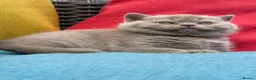 British Shorthair cats for sale: British Shorthair Kittens - GCCF - Advert 32