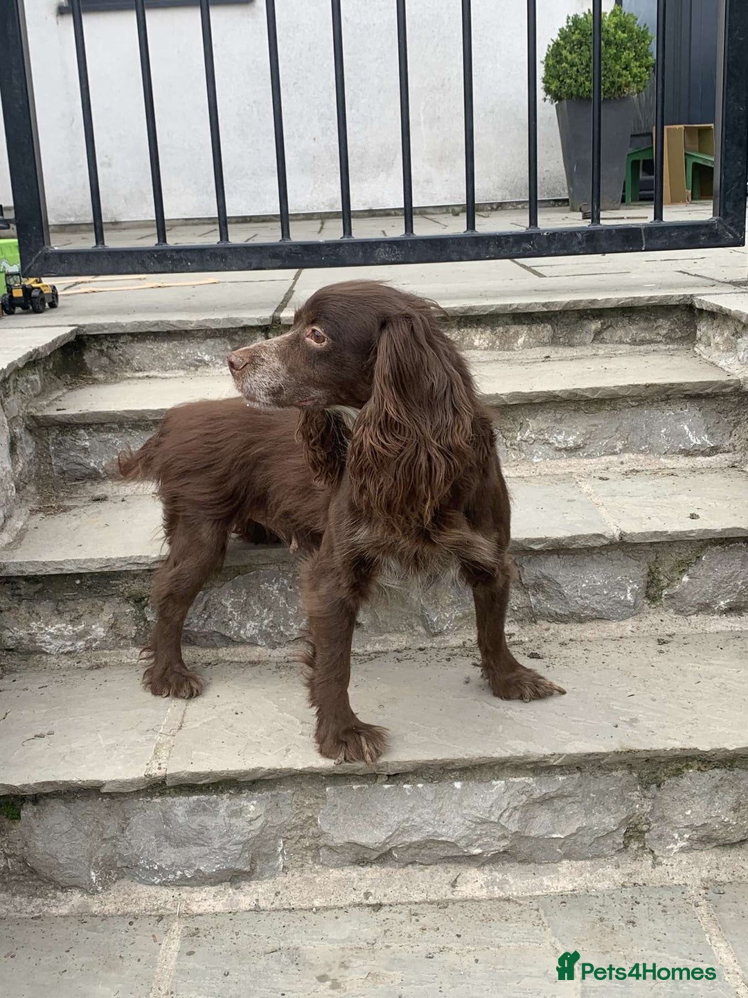Cockapoo dogs for sale: Beautiful cockapoo puppies  - Image 6