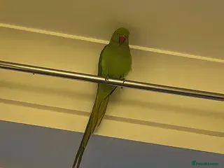 Ringnecks birds Indian ring neck all accessories food and cage - Advert 1