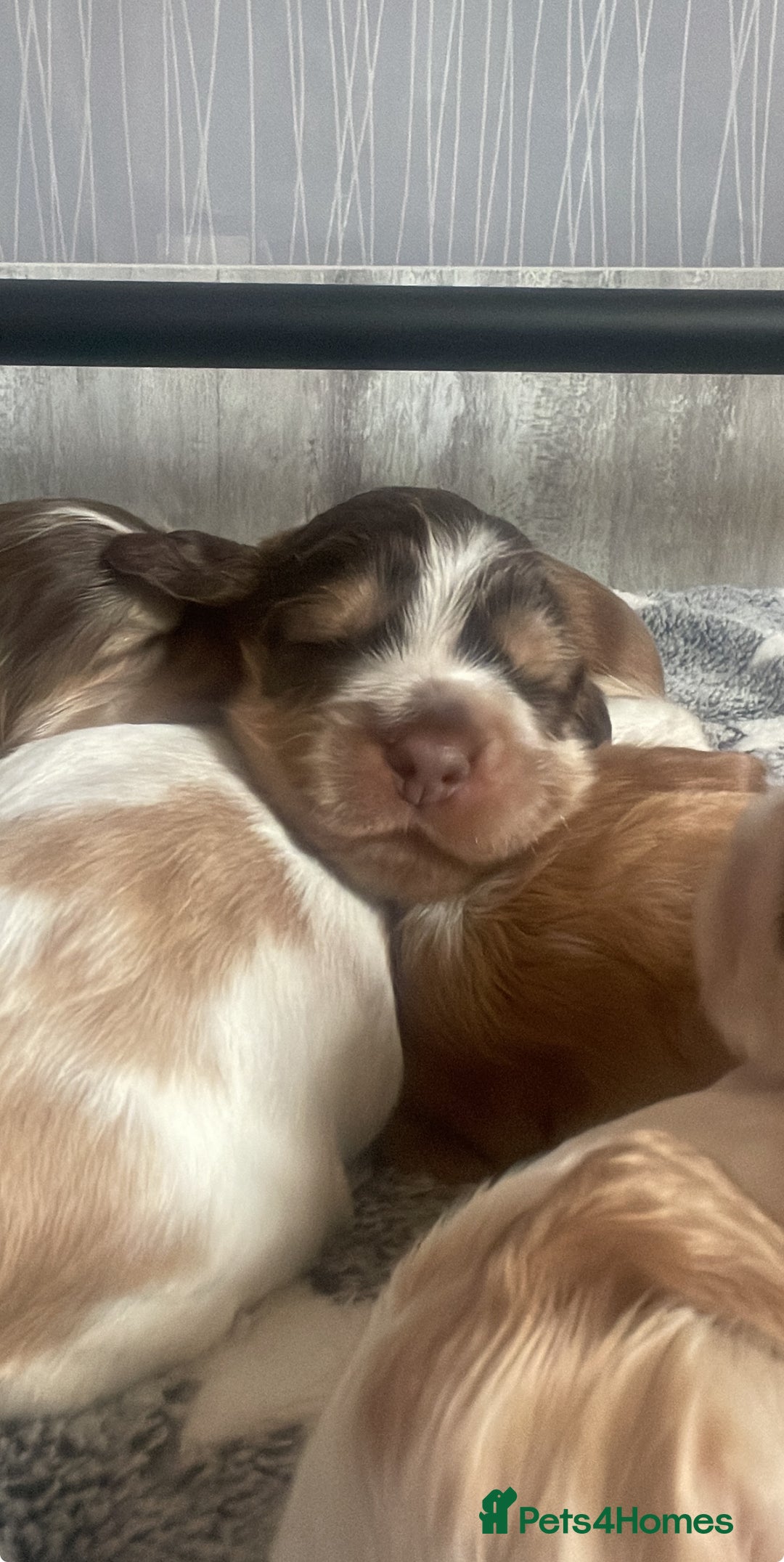 Cocker Spaniel dogs for sale: Show type cocker spaniels  - Image 33