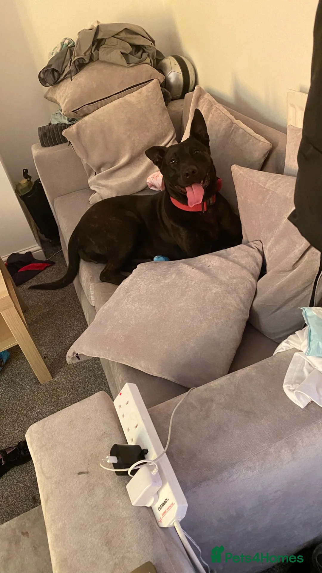 Mixed Breed dogs for sale: Bullherder Female 16 Months Old - Advert 2