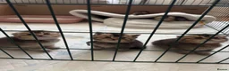 Scottish Fold cats for sale: Scottish fold and British shorthair kittens - Advert 22