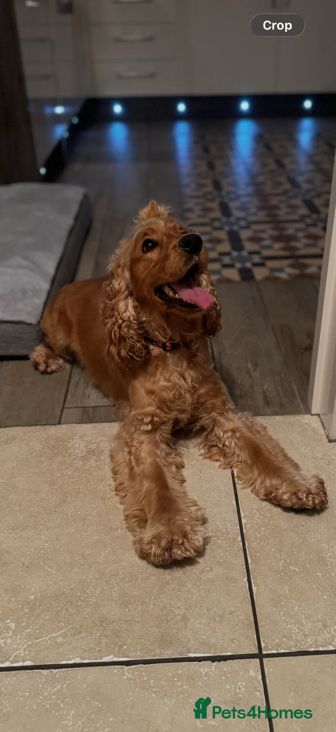 Cocker Spaniel dogs for sale: Show Cocker Looking for a Calm, Loving Home 🐾 - Advert 5