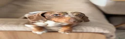 Miniature Dachshund dogs for stud: 🤎🐾 STUNNING MINIATURE CHOCOLATE DAPPLE & TAN - Advert 8