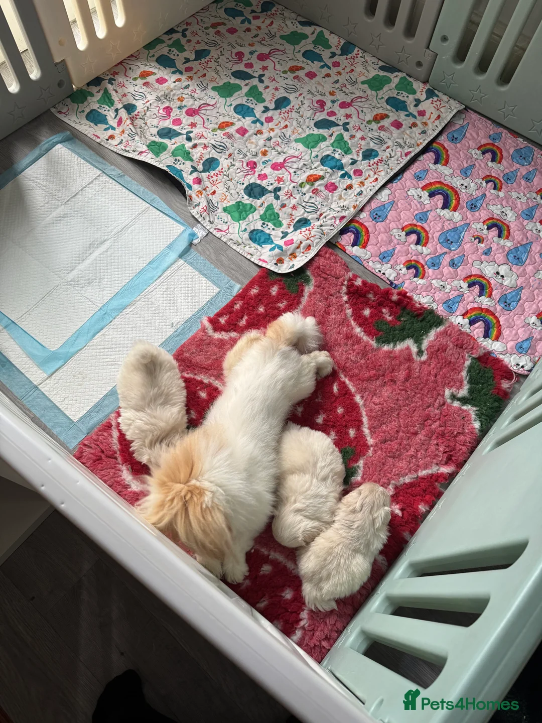 Pekingese dogs for sale: Pekingese puppys - Advert 3