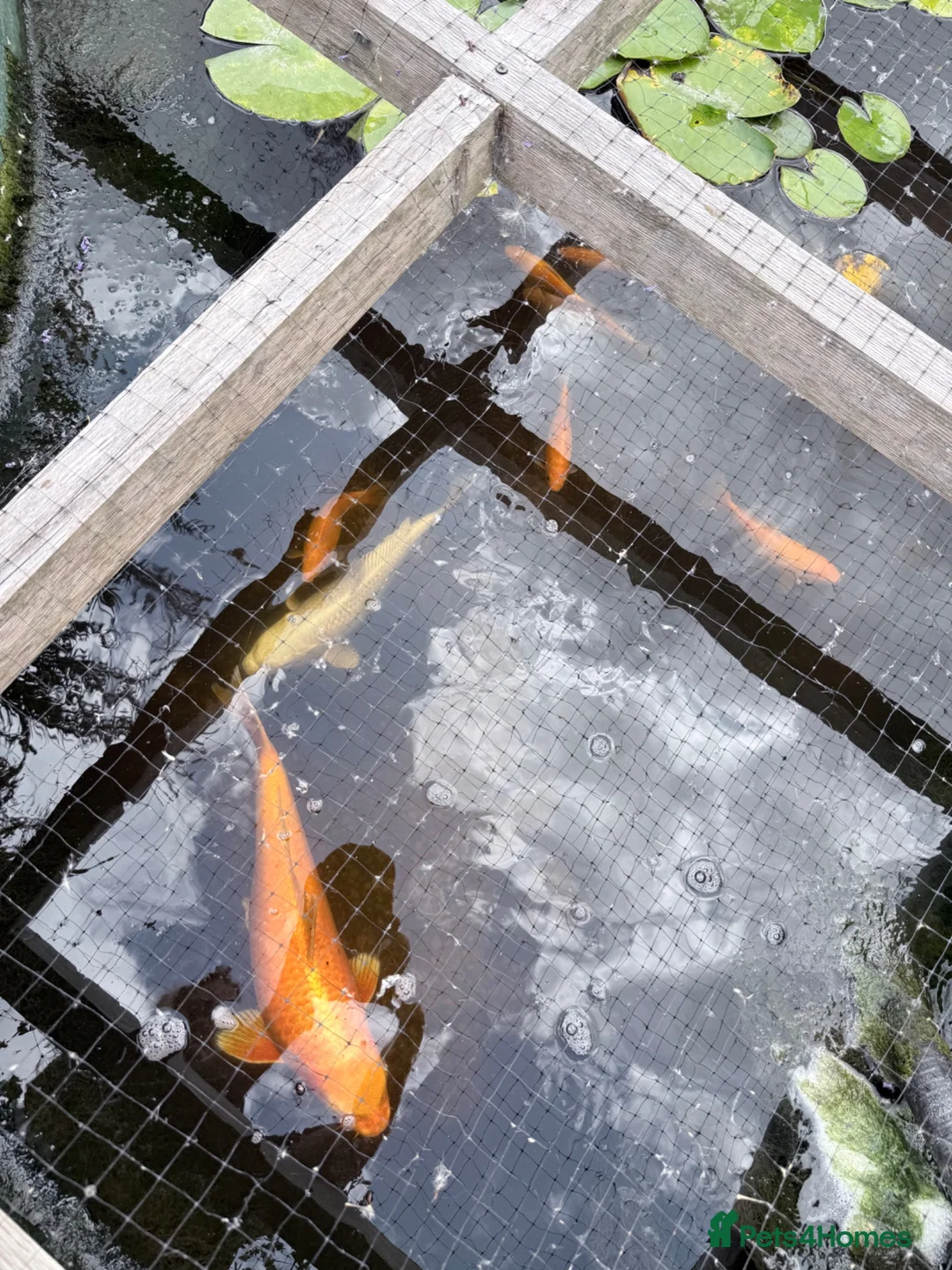 Koi Carp fish for sale: Mix of goldfish and koi  in Hereford - Advert 2