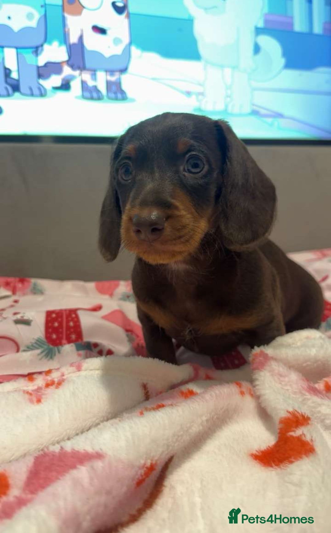 Doxiepoo dogs for sale: Stunning doxiepoos ready November 3rd - Image 8