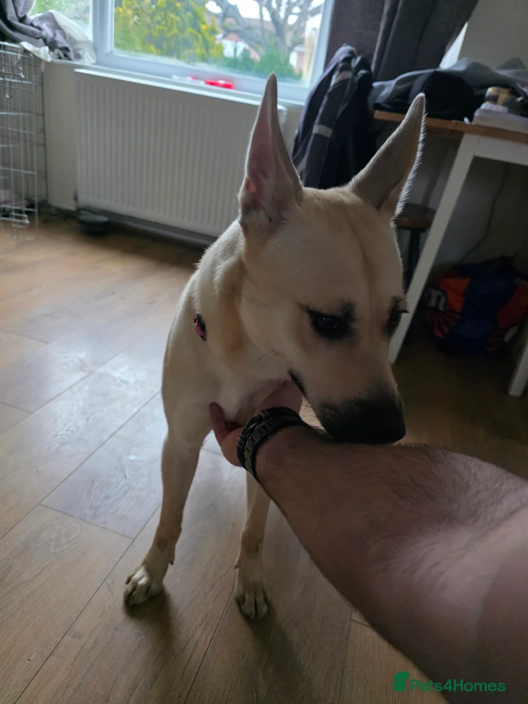 Mixed Breed dogs for sale: Beautiful German Shepherd girl - Advert 5