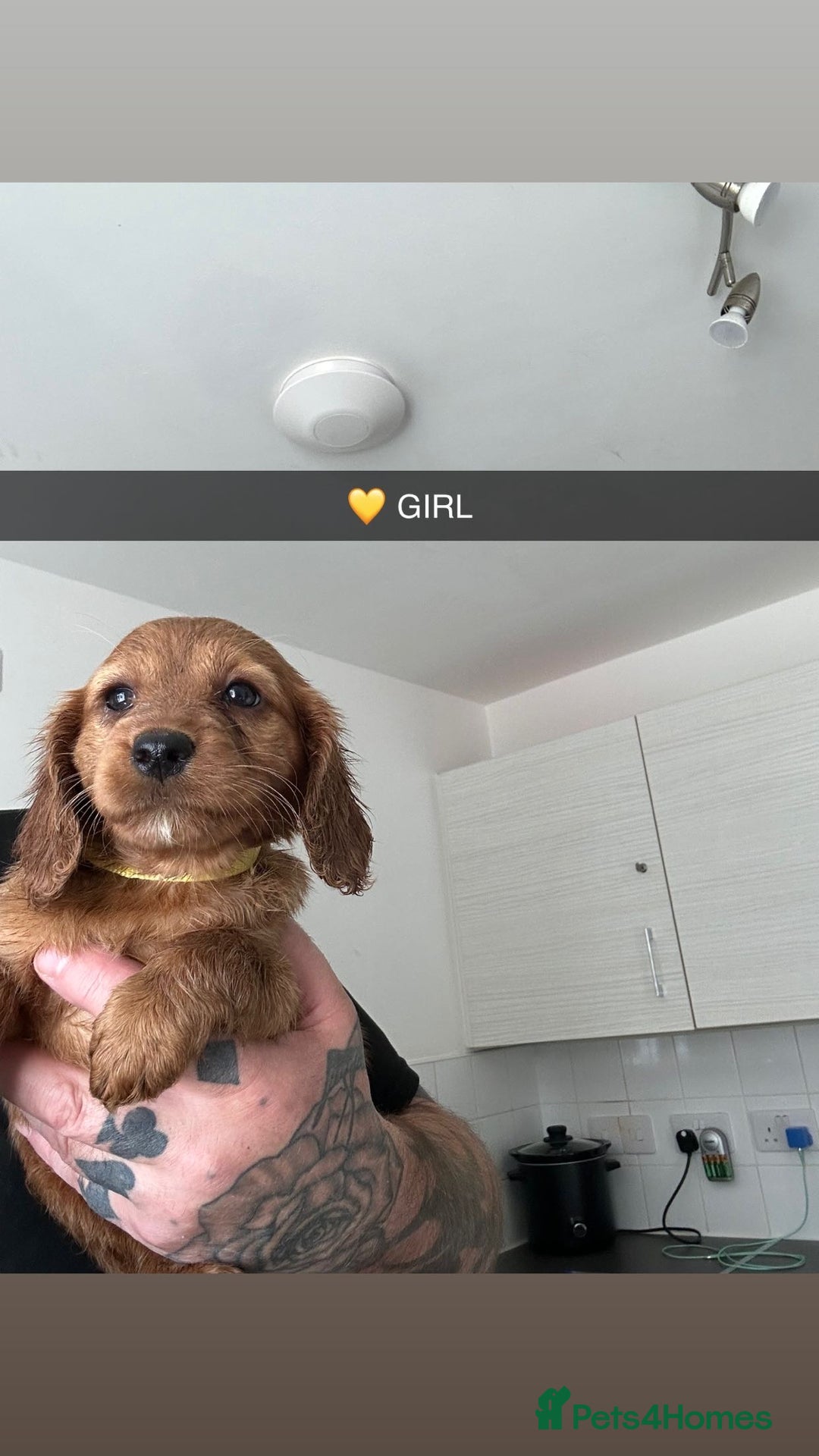 Cockapoo dogs for sale: F2 COCKERPOOS  - Image 4