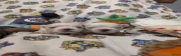 Maltese dogs for sale: Stunning Maltese puppies - Advert 10