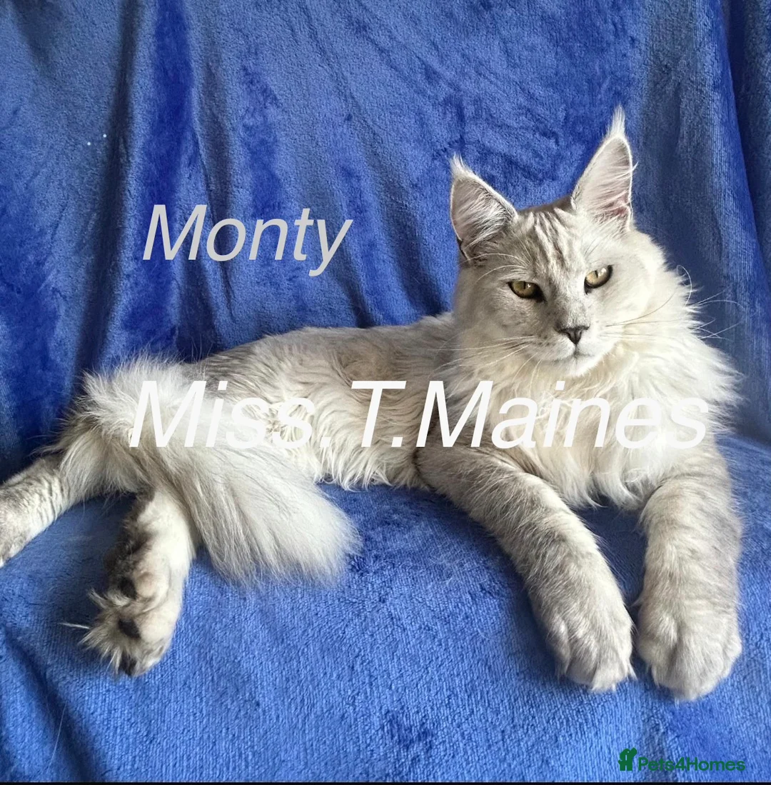 Maine Coon cats for sale: Maine Coon boys in London - Advert 1