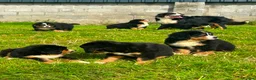 Bernese Mountain Dog dogs for sale: Beautiful Bernese Mountain pups available  in Carmarthen - Advert 9