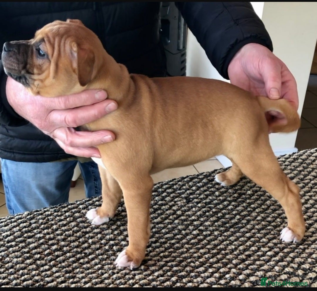 Staffordshire Bull Terrier dogs for stud: SCOOBY NOW AVAILABLE FOR STUD IN THE UK - Image 5