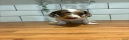 Dachshund dogs for sale: Beautiful dachshund puppies - Advert 4