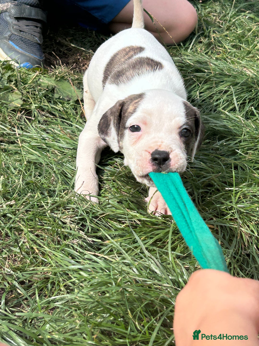American Bulldog dogs for sale: Ready now Beautiful litter American bulldog puppy - Image 13