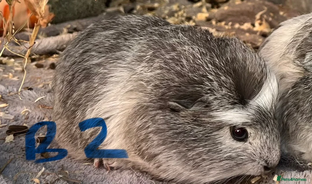 Guinea Pig rodents for sale: 6 week old baby guinea pigs - reserved  - Advert 2