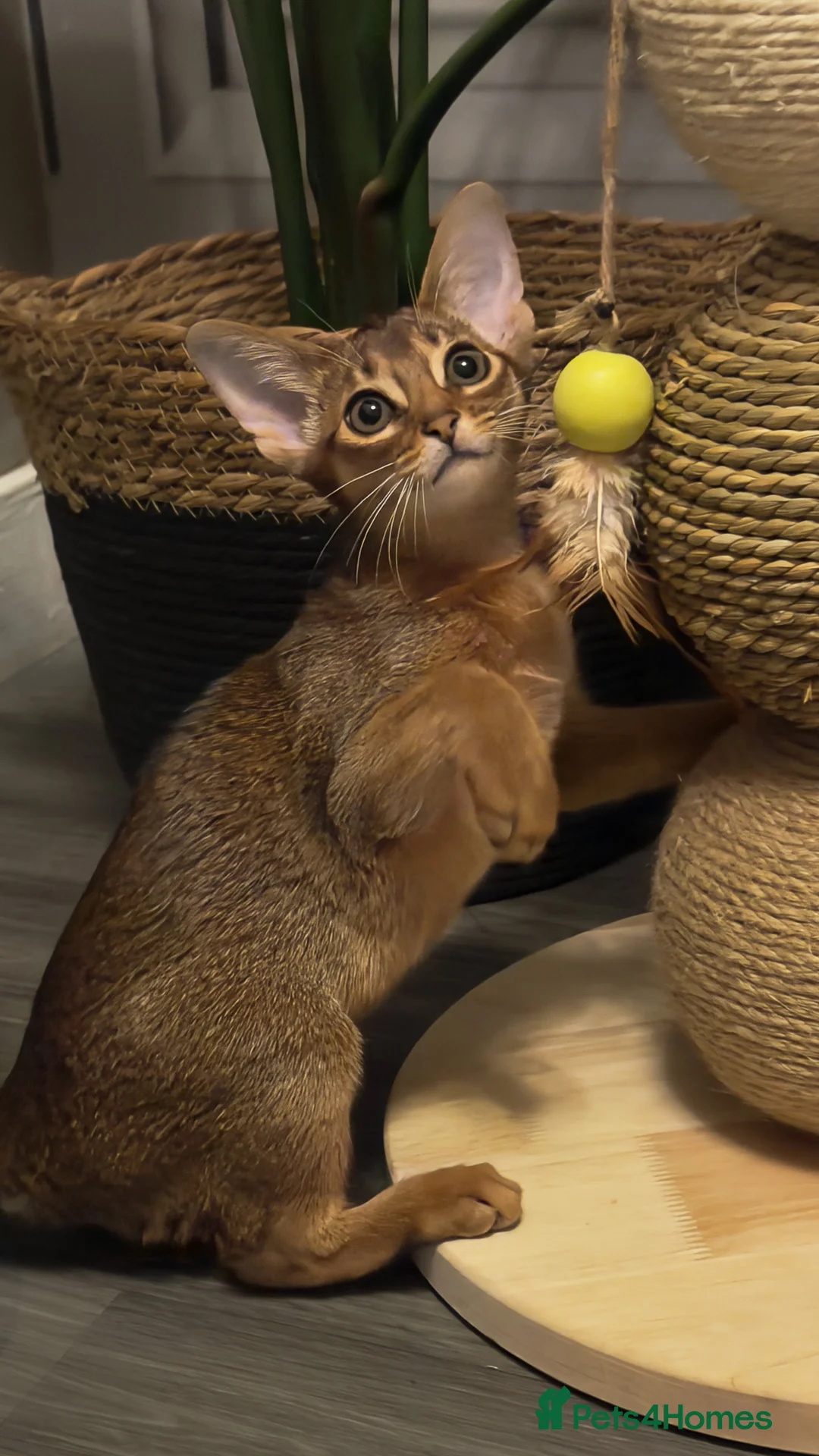 Abyssinian cats for sale: Champion Line Pedigree Abyssinian Kittens  - Advert 16