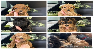 Cockapoo dogs - Advert 4